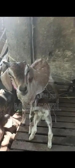 Farm Goat