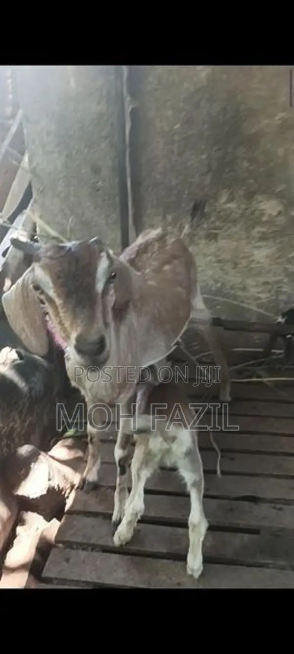 Farm Goat