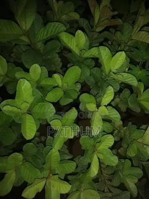 Guava Plants