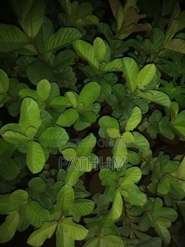 Guava Plants