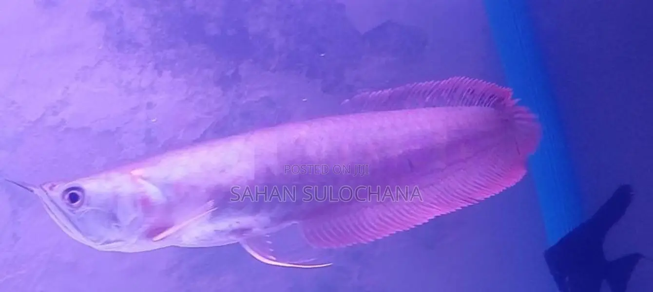 Silver Arowana