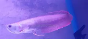 Silver Arowana