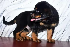 Rottweiler Puppies