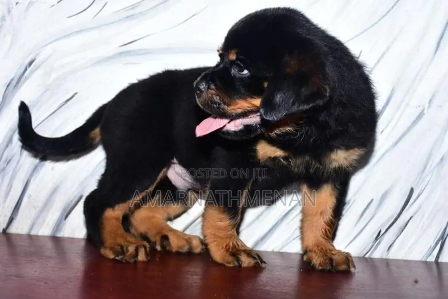 Rottweiler Puppies