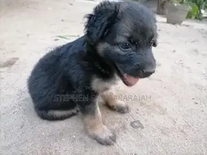 German Shepheard Puppies