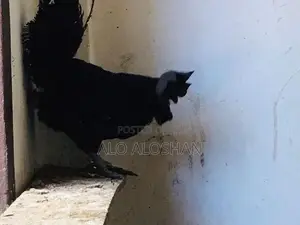 Farm Chickens