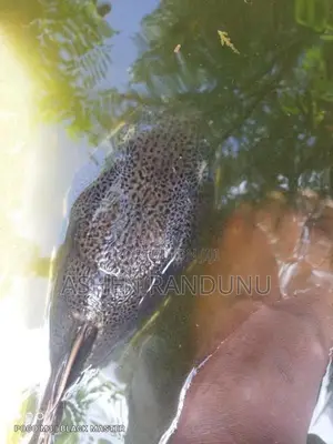 Red Tail Catfish