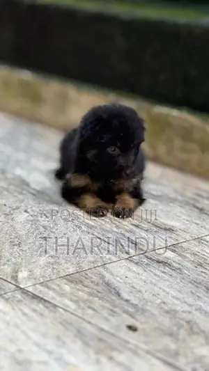 German Shepherd Puppies