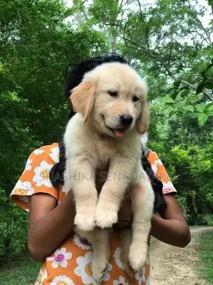 Golden Retriever Puppies