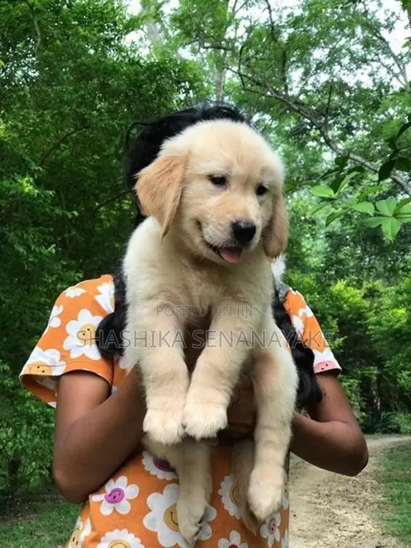 Golden Retriever Puppies