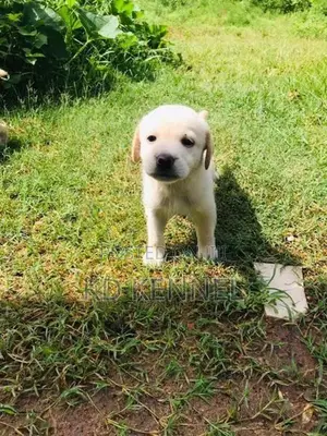 Labrador Puppy