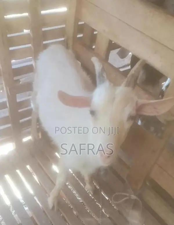 Farm Goat