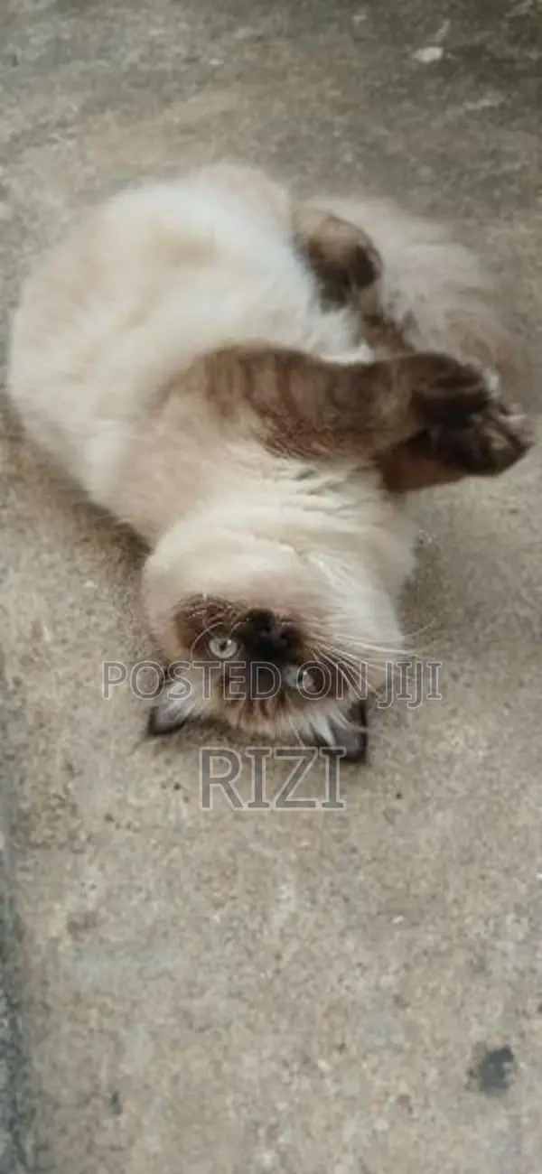 Himalayan Cat