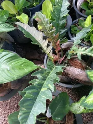 Jungle Fever Plants