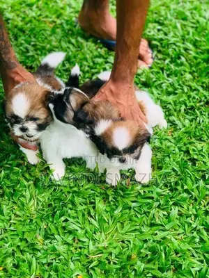 Shih Tzu Puppies