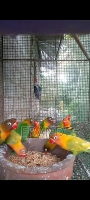 African Love Birds