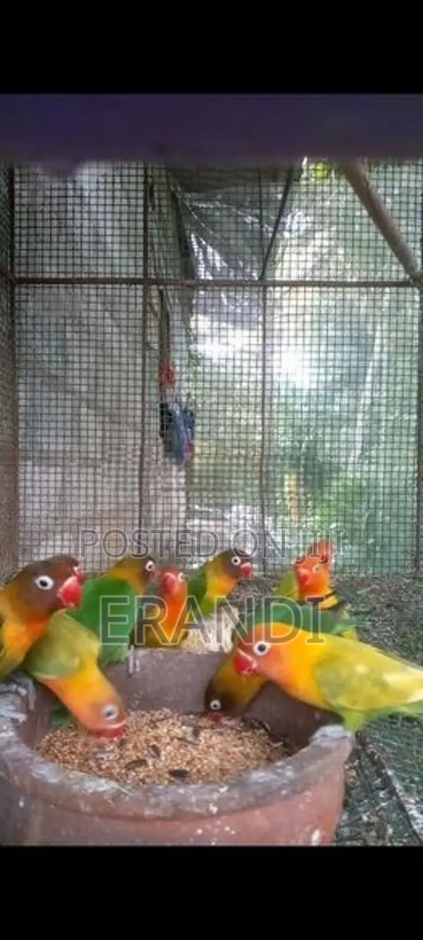 African Love Birds