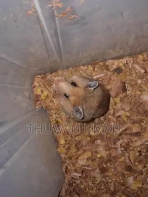 Siriyan Hamster