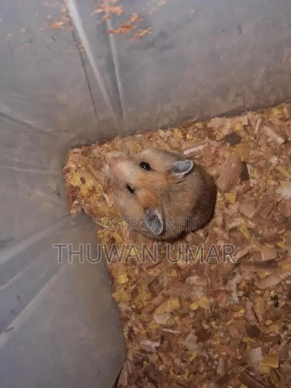 Siriyan Hamster