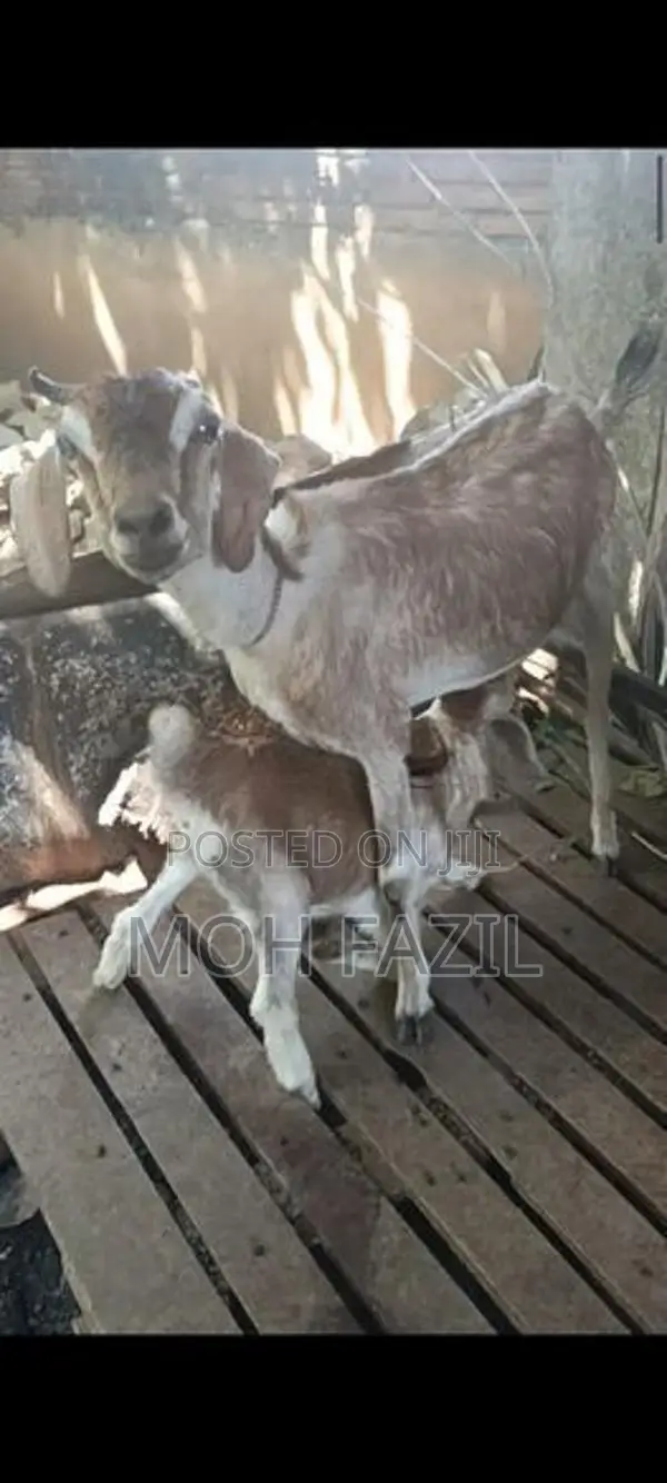 Farm Goat