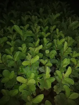 Guava Plants