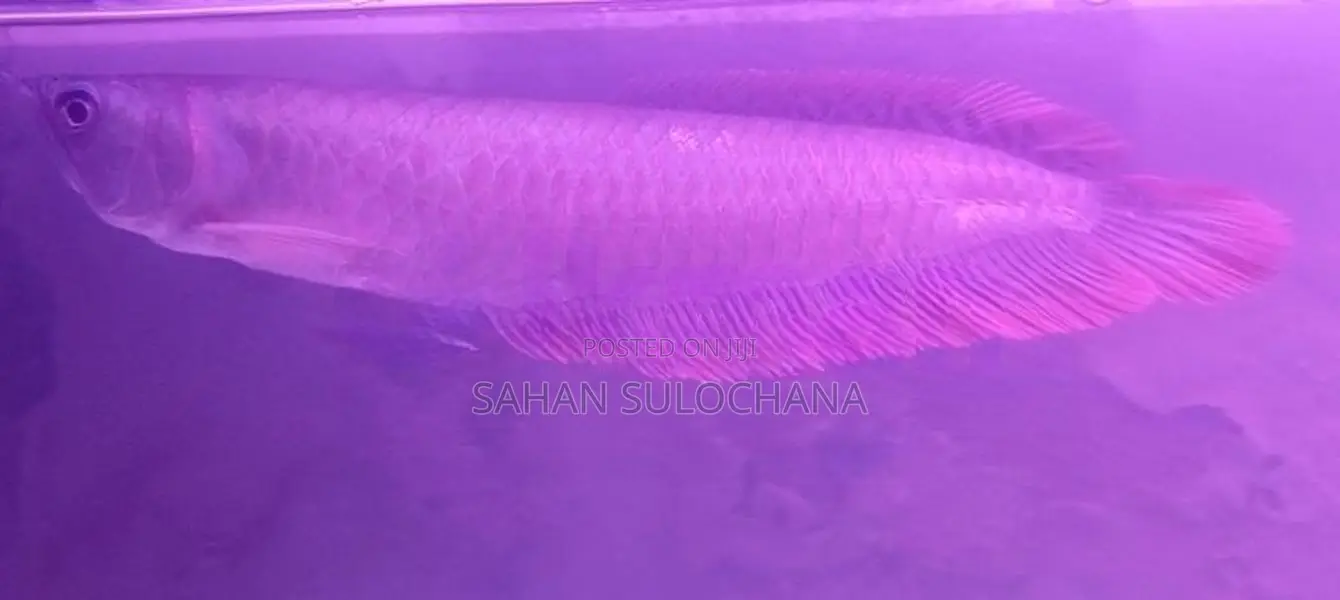 Silver Arowana