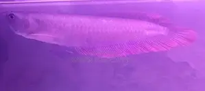 Silver Arowana