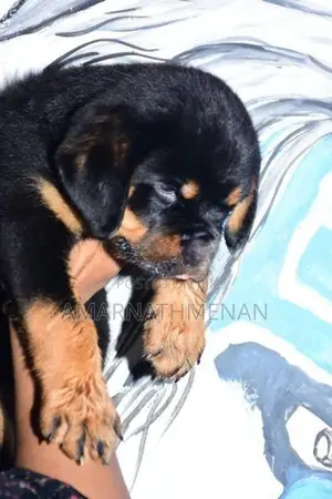 Rottweiler Puppies