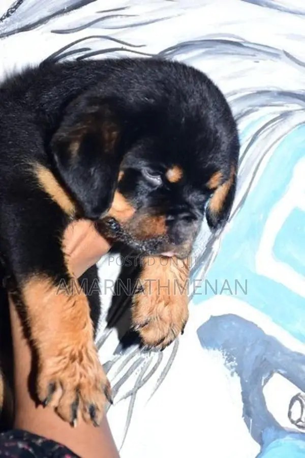 Rottweiler Puppies