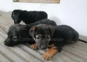 German Shepheard Puppies