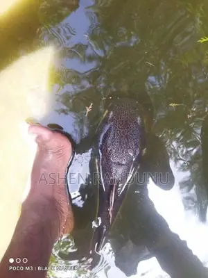 Red Tail Catfish
