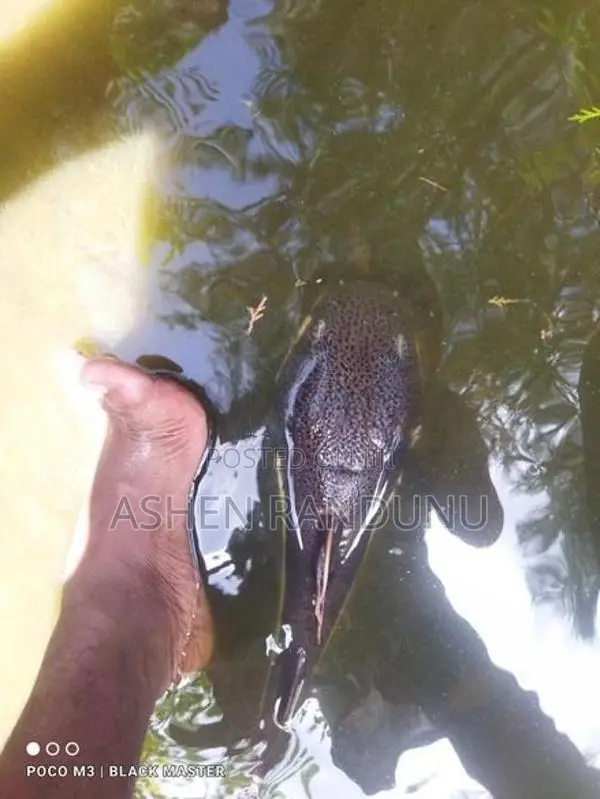 Red Tail Catfish