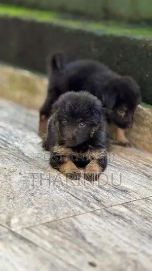 German Shepherd Puppies