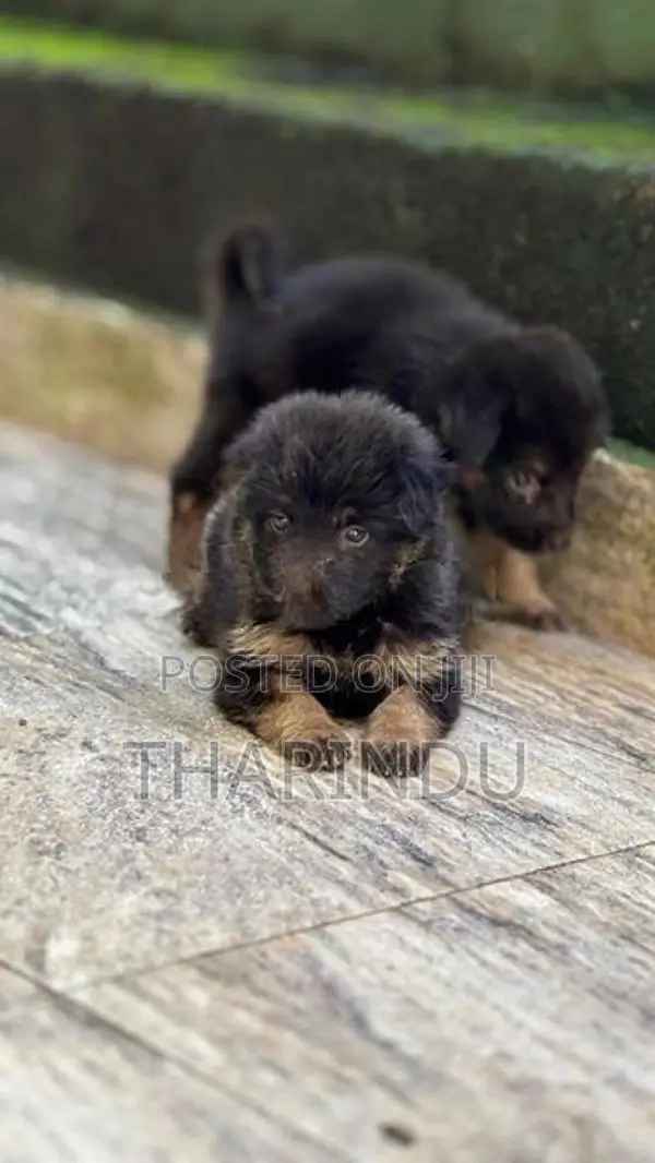 German Shepherd Puppies
