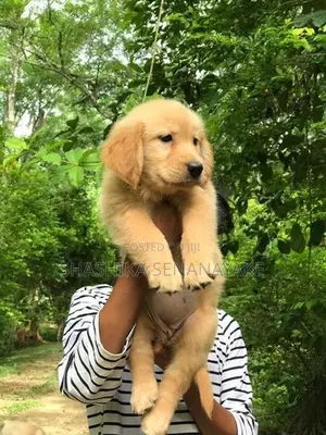 Golden Retriever Puppies