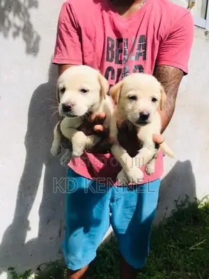 Labrador Puppy
