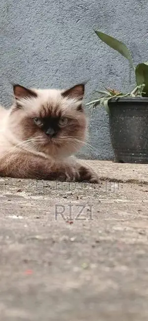 Himalayan Cat