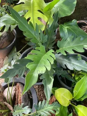 Jungle Fever Plants