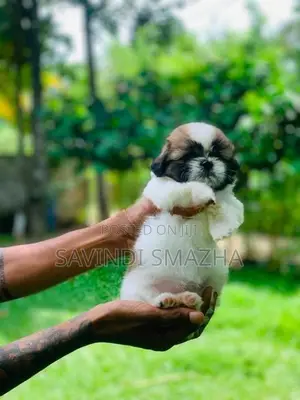 Shih Tzu Puppies