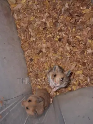 Siriyan Hamster