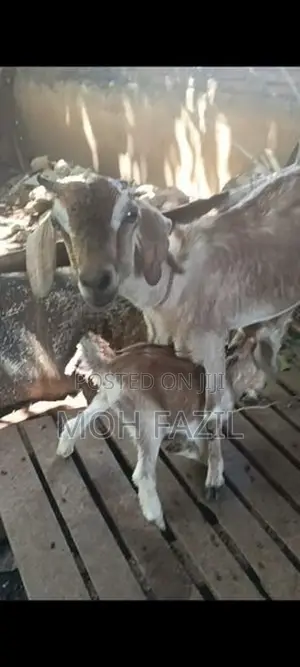 Farm Goat