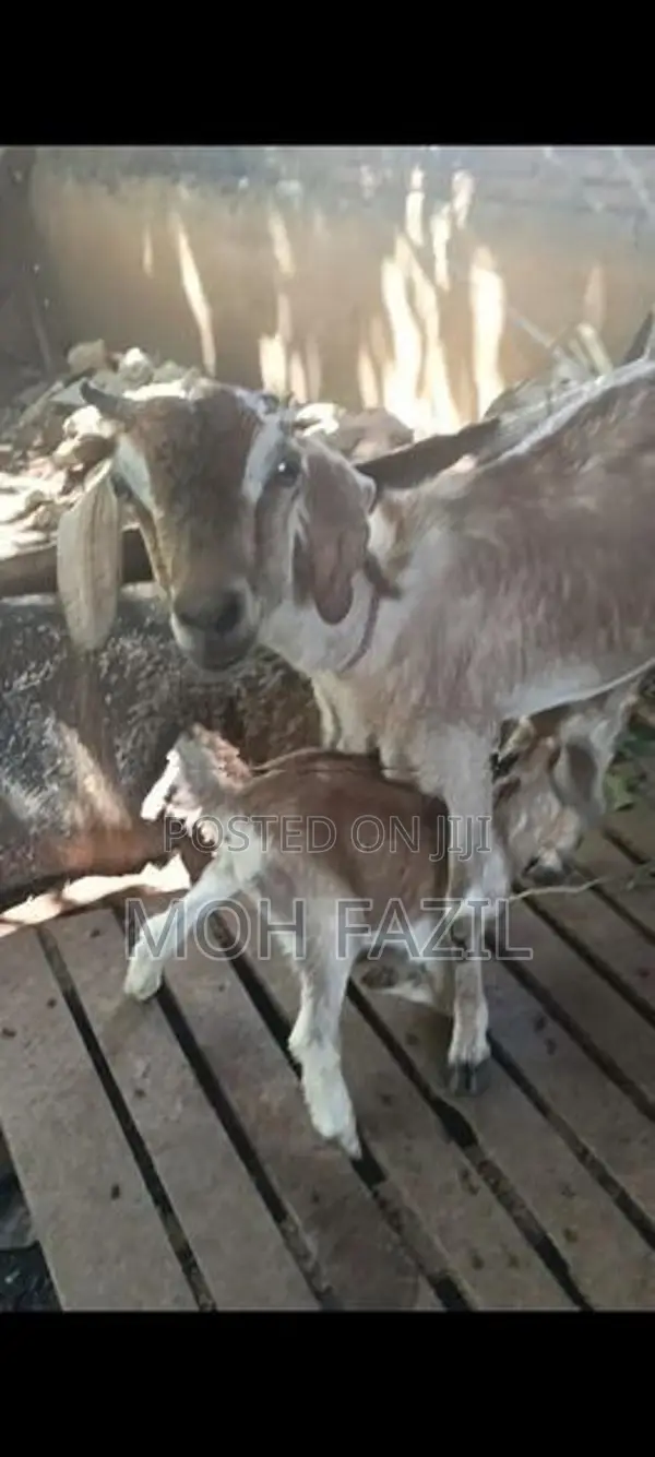 Farm Goat