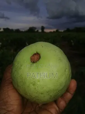 Guava Plants