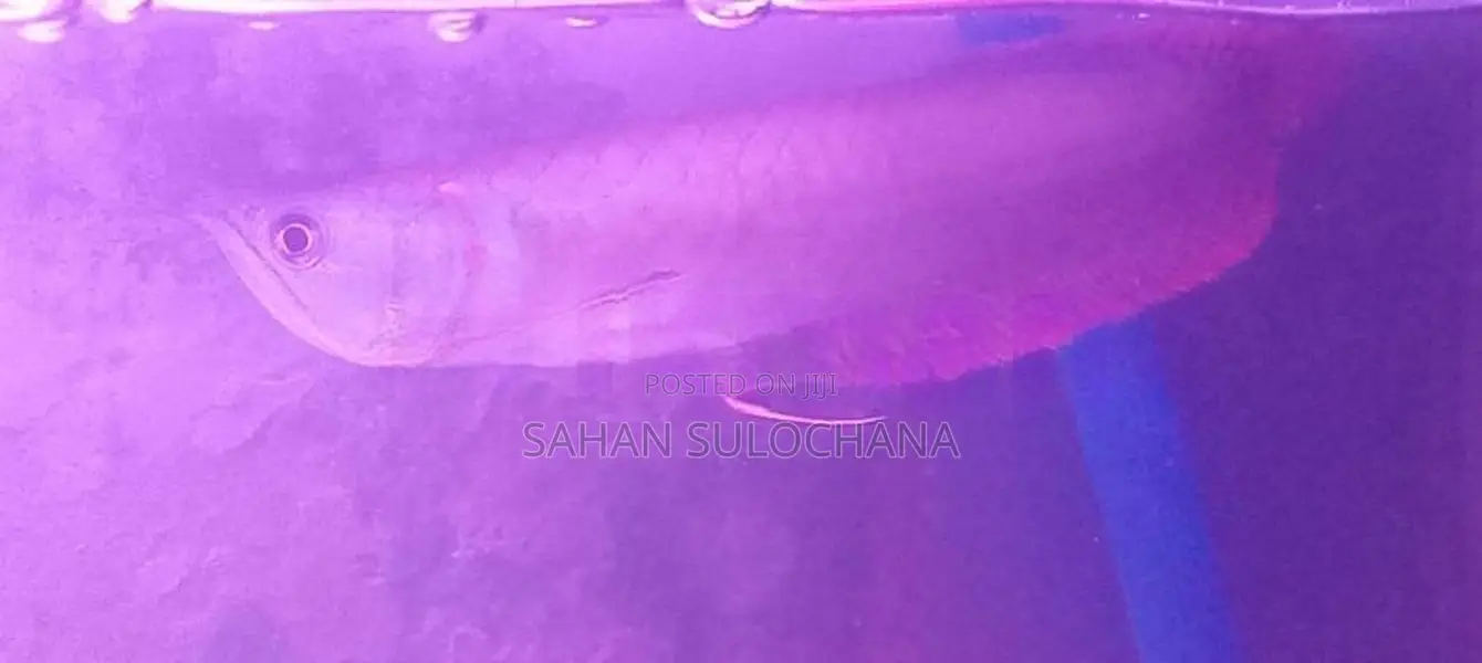 Silver Arowana