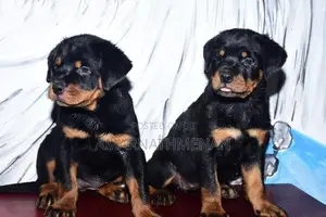 Rottweiler Puppies