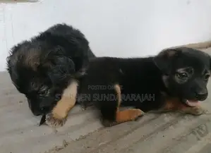 German Shepheard Puppies