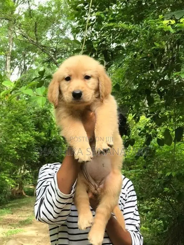Golden Retriever Puppies