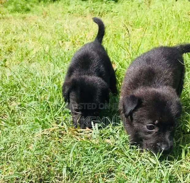 Labrador Puppy