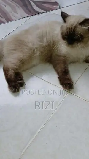 Himalayan Cat