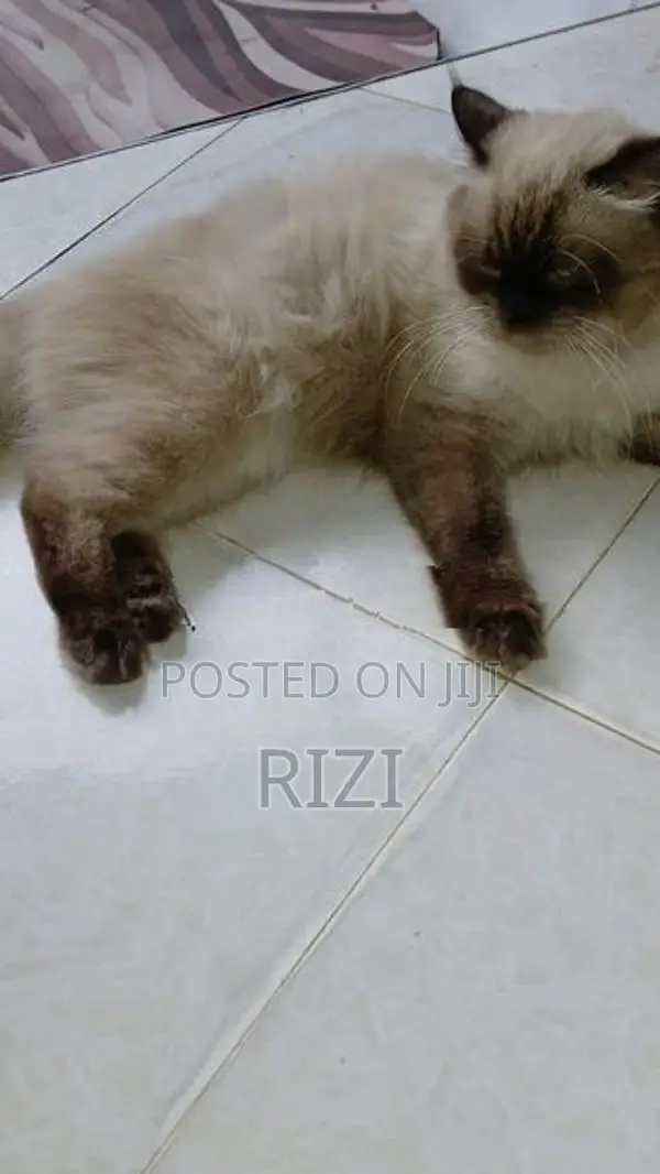 Himalayan Cat